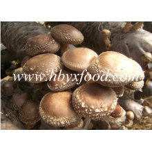 Champignons Whole Shiitake with Smooth Cap